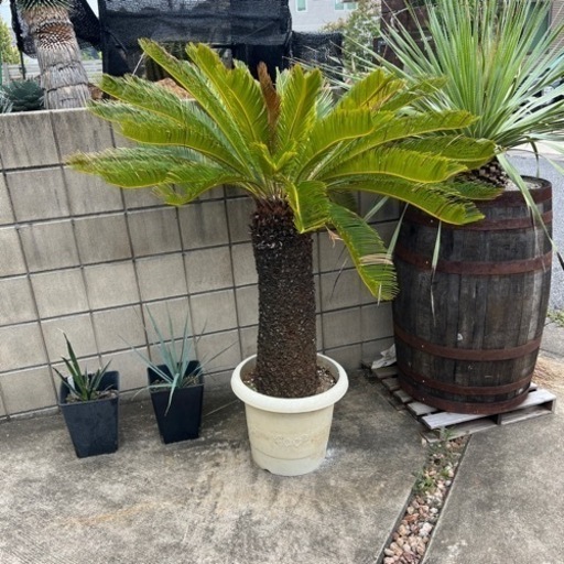 ソテツ