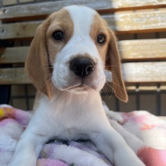 3ヶ月ビーグル仔犬　里親募集中