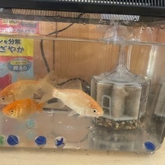 【取引中】赤金魚　3匹