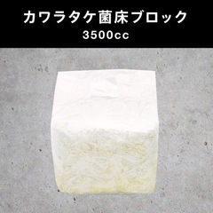 【決まりました】カワラタケ・カワラ菌糸・カワラ菌床ブロック【1個...