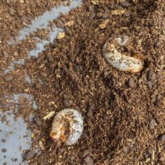 赤いカブトムシの幼虫です。