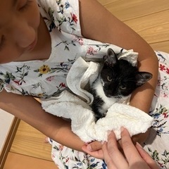 【候補者様とお話し中】仔猫を保護しました🐈‍⬛里親募集