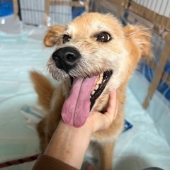 元気で甘えん坊　雑種犬　男の子 - 可児市