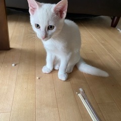 7月7日産まれの白猫