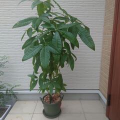 【観葉植物】パキラ　120cm