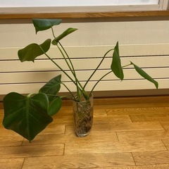 モンステラ　苗　観葉植物