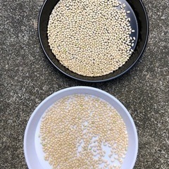新米モチ米10kg(玄米)