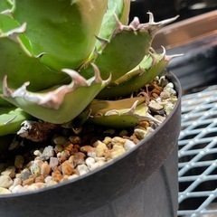 大型 アガベチタノタ ノーネーム 子株付き