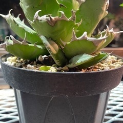 大型 アガベチタノタ ノーネーム 子株付き