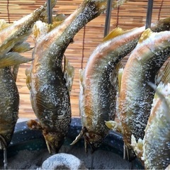 明日、美味しい長良川天然鮎の炭火塩焼きを食べませか？
