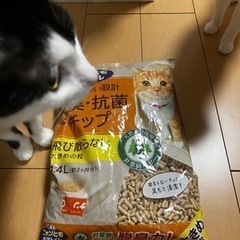 猫ちゃんグッズ