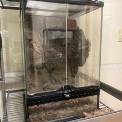 ガラス温室&爬虫類ケージ　掲載11月まで