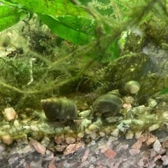 ヒメタニシ稚貝5匹
