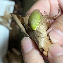 グリーンバナナローチ.GIANT 幼虫