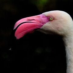 10月15日 動物園撮影会