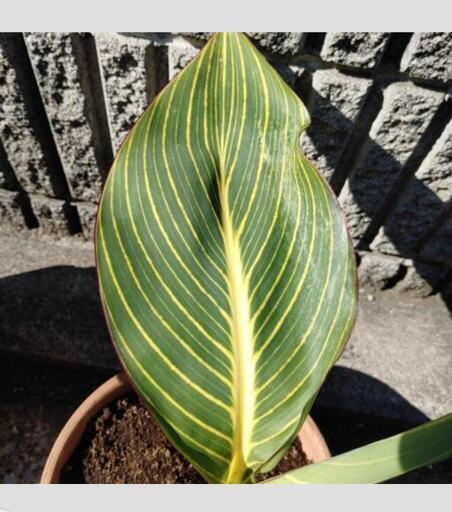 ③ ベンガルタイガー 大 観葉植物 お部屋にも！