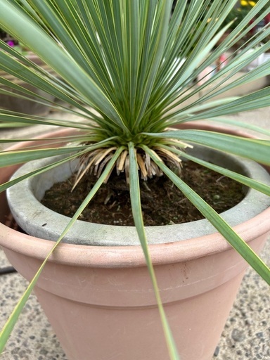 ロストラータ希少なシルバーリーフ