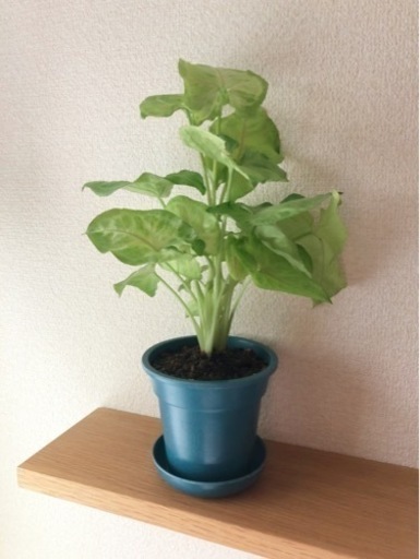 観葉植物　シンゴニウム④　32cm　ブルーカラーの3.5号の鉢と受け皿付き
