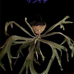 ビカクシダ 大株販売