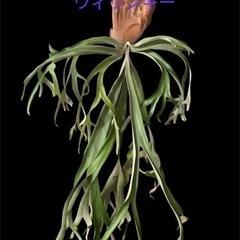 すー　ビカクシダ5株 すー ビカクシダ5株 すー ビカクシダ5株 すー ビカクシダ5株 ビカクシダ