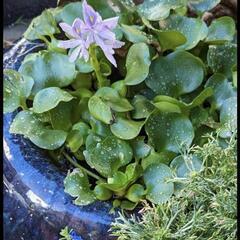 【お話中です】ホテイアオイ　水草　メダカ①