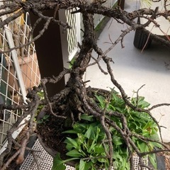 松の盆栽　2鉢