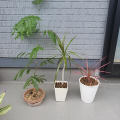 写真の観葉植物３鉢