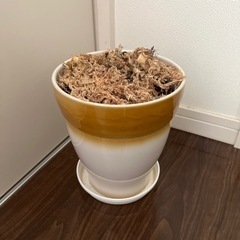 植木鉢と水苔