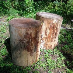 山梨県の広葉樹 その他の中古が安い！激安で譲ります・無料であげます  