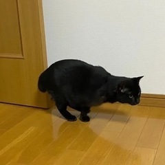 3本足の黒猫さん