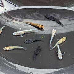 ✨改良メダカ稚魚10匹セットをワンコインで＋おまけ付き✨
