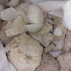 貝殻や珊瑚など