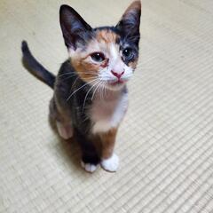 子猫の里親募集です。