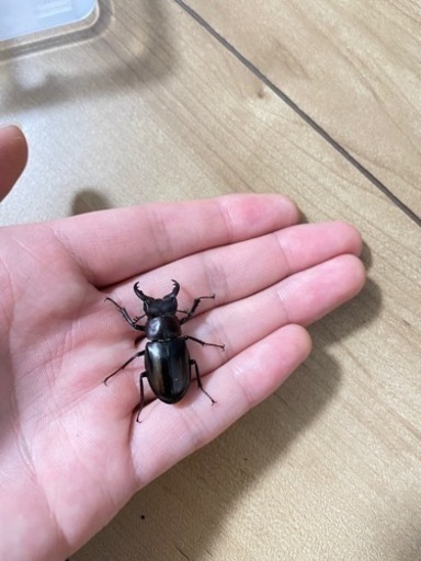 【売約済み】ミクラミヤマ　ペア　♂黄紋（御蔵島産）ミクラミヤマクワガタ　クワガタ