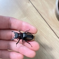 ミクラミヤマクワガタ黄紋型通常型セット 日本のミヤマクワガタについて知っていること