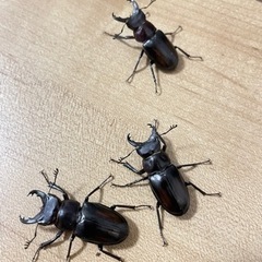 ミクラミヤマペア（御蔵島産）ミクラミヤマクワガタクワガタ (おかぴー 