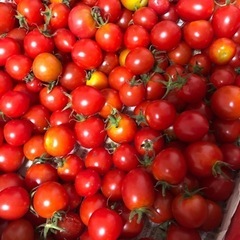 キャンセル1袋。ミニトマト🍅久万高原産