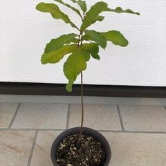 クヌギの若木　２年木　鉢植え