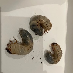 無料　カブト虫の幼虫　約80匹　9／21 20時まで受付