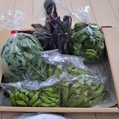 昨日収穫野菜　どれでも100円
