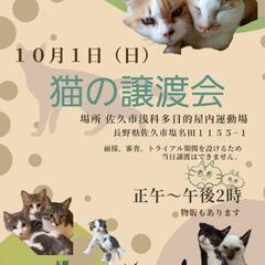 猫、譲渡会