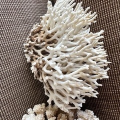 珊瑚　