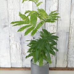 エバーフレッシュ　観葉植物