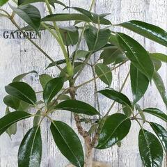 カポック　観葉植物