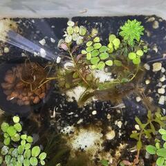 🍒今日まで価格🍒🐥ミックスメダカの幼魚たち10匹🐥