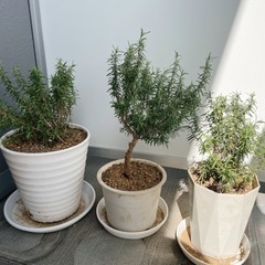 ハーブ/植物　ローズマリー　鉢付き　50cm