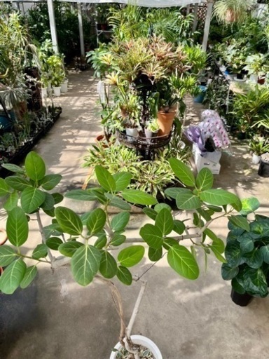 ベンガルゴム下植え付き