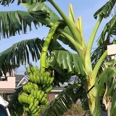 バナナの苗木4