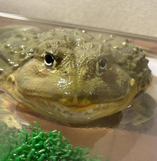 特大　アフリカウシガエル