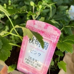 秋明菊　ピンク　1ポット　￥140